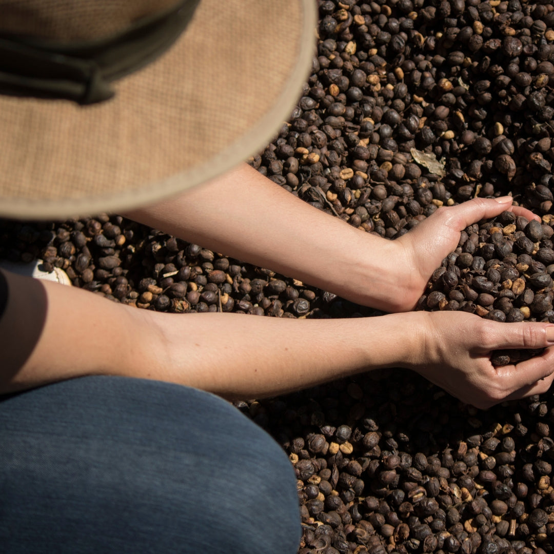 What is Fair Trade Coffee? - WebstaurantStore